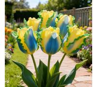 Bulbi di Tulipan-perenne,resistenti,adatte per la decorazione di giardini e balconi/belle/adatte come regali per le feste-10pcs-D