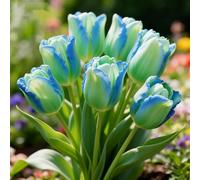 Bulbi di Tulipan-perenne,resistenti,adatte per la decorazione di giardini e balconi/belle/adatte come regali per le feste-15pcs-F