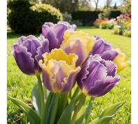 Bulbi di Tulipan/perenne,resistenti,adatte per la decorazione di giardini e balconi/belle/adatte come regali per le feste-15pcs-B