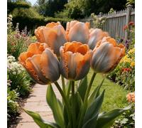 Bulbi di Tulipan/perenne,resistenti,adatte per la decorazione di giardini e balconi/belle/adatte come regali per le feste-15pcs-I