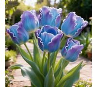 Bulbi di Tulipan-perenne,resistenti,adatte per la decorazione di giardini e balconi/belle/adatte come regali per le feste-8pcs-G