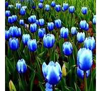 Bulbi di tulipani Bulbi di tulipani resistenti al freddo che fioriscono nel mese di marzo con una migliore decorazione della casa, decorazione dell'ufficio