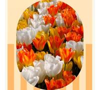Bulbi di Tulipani | Bulbi provenienti dai migliori produttori Olandesi | Esclusiva selezione e controllo qualità | Fioritura garantita. (15 Bulbi di Tulipani BIANCHI, GIALLI E ARANCIO)