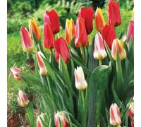 Bulbi di Tulipani | Collezione Varietà Esclusive da Autunno a Primavera | Alta Qualità e Controllo Selezionato | Fioritura Garantita (10 Bulbi di Tulipani BOTANICI IN MISCUGLIO)