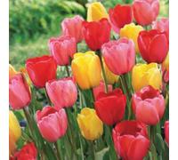 Bulbi di Tulipani | Collezione Varietà Esclusive da Autunno a Primavera | Alta Qualità e Controllo Selezionato | Fioritura Garantita (50 Bulbi di Tulipani DARWIN IN MISCUGLIO)