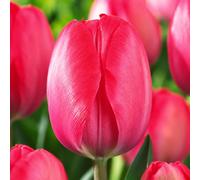 Bulbi di Tulipani | Collezione Varietà Esclusive da Autunno a Primavera | Alta Qualità e Controllo Selezionato | Fioritura Garantita (10 Bulbi di Tulipani VAN EIJK)
