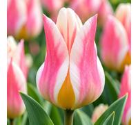 Bulbi di Tulipani | Collezione Varietà Esclusive da Autunno a Primavera | Alta Qualità e Controllo Selezionato | Fioritura Garantita (10 Bulbi di Tulipani QUEBEC)