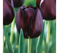 Bulbi di Tulipani | Collezione Varietà Esclusive da Autunno a Primavera | Alta Qualità e Controllo Selezionato | Fioritura Garantita (10 Bulbi di Tulipani QUEEN OF NIGHT)