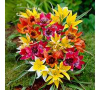 Bulbi di Tulipani | Collezione Varietà Esclusive da Autunno a Primavera | Alta Qualità e Controllo Selezionato | Fioritura Garantita (15 Bulbi di Tulipani specie MISCUGLIO)