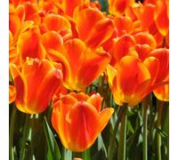 Bulbi di tulipani, copertura del terreno per giardinieri balcone giardino decorazioni giardino per esterni resistenti primaverili 4pcs