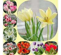 Bulbi di tulipani, estivi balcone resistenti decorazioni giardino per esterni primaverili per giardinieri interno i luoghi soleggiati 7pcs