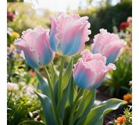 Bulbi di Tulipani，perenne,resistenti,adatte per la decorazione di giardini e balconi/belle/adatte come regali per le feste-10PCS-F