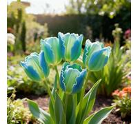 Bulbi di Tulipani，perenne,resistenti,adatte per la decorazione di giardini e balconi/belle/adatte come regali per le feste-10PCS-J