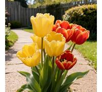 Bulbi di Tulipani，perenne,resistenti,adatte per la decorazione di giardini e balconi/belle/adatte come regali per le feste-15PCS-B