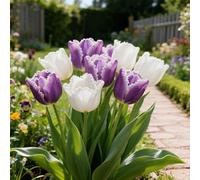 Bulbi di Tulipani，perenne,resistenti,adatte per la decorazione di giardini e balconi/belle/adatte come regali per le feste-10PCS-C