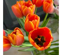 Bulbi di tulipani, resistenti per giardini rocciosi serre balcone giardino primaverili per i luoghi soleggiati resistenti estivi 4pcs