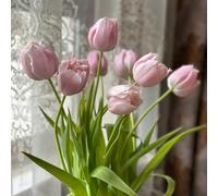 Bulbi di tulipani, resistenti per il giardino acquistare bulbi di tulipano, del giardino tulipani 2pcs