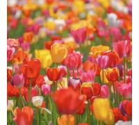 bulbi di tulipano balcone con giardino di rocce resistenti, bulbi primavera perenni 7pcs