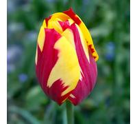 Bulbi di TULIPANO | Bulbi provenienti dai migliori produttori Olandesi | Esclusiva selezione e controllo qualità | Fioritura garantita dal primo anno. (10 Tulipani HELMAR)