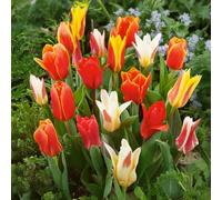 Bulbi di TULIPANO | Bulbi provenienti dai migliori produttori Olandesi | Esclusiva selezione e controllo qualità | Fioritura garantita dal primo anno. (10 Tulipani botanici MIX)