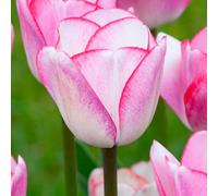 Bulbi di TULIPANO | Bulbi provenienti dai migliori produttori Olandesi | Esclusiva selezione e controllo qualità | Fioritura garantita dal primo anno. (10 Tulipani HUGS AND KISSES)