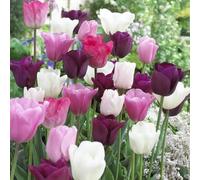 Bulbi di TULIPANO | Bulbi provenienti dai migliori produttori Olandesi | Esclusiva selezione e controllo qualità | Fioritura garantita dal primo anno. (50 Tulipani MIX ROSA, VIOLA E BIANCHI)
