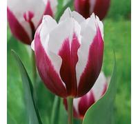Bulbi di TULIPANO | Bulbi provenienti dai migliori produttori Olandesi | Esclusiva selezione e controllo qualità | Fioritura garantita dal primo anno. (10 Tulipani SPITSBERGEN)
