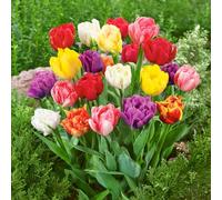 Bulbi di TULIPANO| Bulbi provenienti dai migliori produttori Olandesi | Esclusiva selezione e controllo qualità | Fioritura garantita dal primo anno. (8 Tulipani DOPPI TARDIVI MIX)