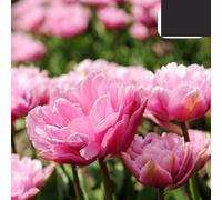 Bulbi di tulipano Columbus | 20 pezzi - Tulipano doppio Pio rosa-bianco - 30-50cm - Ø5cm - bulbo di fiore - Pianta da giardino