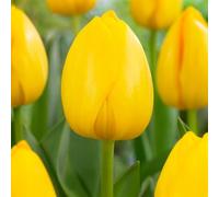 Bulbi di Tulipano DARWIN | Bulbi provenienti dai migliori produttori Olandesi | Esclusiva selezione e controllo qualità | Fioritura garantita dal primo anno. (10 Tulipani Darwin NOVI SUN)