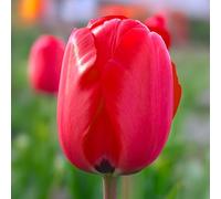 Bulbi di Tulipano DARWIN | Bulbi provenienti dai migliori produttori Olandesi | Esclusiva selezione e controllo qualità | Fioritura garantita dal primo anno. (10 Tulipani Darwin RED VAN EIJK)