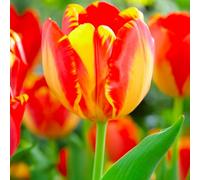 Bulbi di Tulipano DARWIN | Bulbi provenienti dai migliori produttori Olandesi | Esclusiva selezione e controllo qualità | Fioritura garantita dal primo anno. (10 Tulipani Darwin BANJA LUKA)