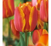 Bulbi di Tulipano DARWIN | Bulbi provenienti dai migliori produttori Olandesi | Esclusiva selezione e controllo qualità | Fioritura garantita dal primo anno. (10 Tulipani Darwin APELDOORN'S ELITE)
