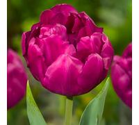 Bulbi di Tulipano DOPPI | Bulbi provenienti dai migliori produttori Olandesi | Esclusiva selezione e controllo qualità | Fioritura garantita dal primo anno. (8 Tulipani Double Early ROYAL ACRES)