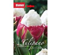 Bulbi di tulipano doppio tardivo Blumen Ice Cream
