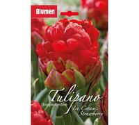 Bulbi di tulipano doppio tardivo Blumen Ice Cream Strawberry