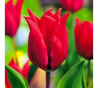 Bulbi di Tulipano FIORE DI GIGLIO | Bulbi provenienti dai migliori produttori Olandesi | Esclusiva selezione e controllo qualità | Fioritura garantita. (8 Tulipani Liliumformis PRETTY WOMAN)