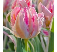 Bulbi di Tulipano PAPPAGALLO | Bulbi provenienti dai migliori produttori Olandesi | Esclusiva selezione e controllo qualità | Fioritura garantita. (6 Tulipani Pappagallo ELSENBURG)