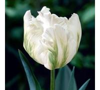 Bulbi di Tulipano PAPPAGALLO | Bulbi provenienti dai migliori produttori Olandesi | Esclusiva selezione e controllo qualità | Fioritura garantita. (6 Tulipani Pappagallo WHITE PARROT)