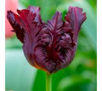 Bulbi di Tulipano PAPPAGALLO | Bulbi provenienti dai migliori produttori Olandesi | Esclusiva selezione e controllo qualità | Fioritura garantita. (6 Tulipani Pappagallo BLACK PARROT)