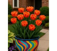 Bulbi di tulipano primavera, varietà classica per balconi, prati e bordure decorative-15bulbi-C