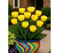 Bulbi di tulipano primavera, varietà classica per balconi, prati e bordure decorative-8bulbi-I