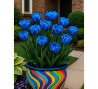 Bulbi di tulipano primavera, varietà classica per balconi, prati e bordure decorative-8bulbi-S