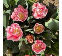 Bulbi di tulipano - resistenti Bulbi di tulipano perenni resistenti, vecchie varietà regali per gli amanti del giardino 9pcs