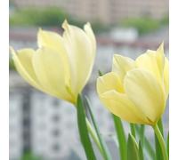 bulbi di tulipano selvatico - balcone estivi giardino roccioso resistenti decorazioni esterni 2pcs