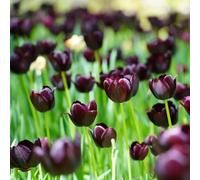 bulbi di tulipano selvatico - perenni resistenti giardino appartamento roccioso tappezzante 10pcs