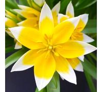 Bulbi di TULIPANO specie | Bulbi provenienti dai migliori produttori Olandesi | Esclusiva selezione e controllo qualità | Fioritura garantita dal primo anno. (20 Tulipani TARDA)