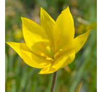 Bulbi di TULIPANO specie | Bulbi provenienti dai migliori produttori Olandesi | Esclusiva selezione e controllo qualità | Fioritura garantita dal primo anno. (10 Tulipani SYLVESTRIS)