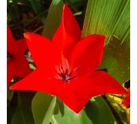 Bulbi di TULIPANO specie | Bulbi provenienti dai migliori produttori Olandesi | Esclusiva selezione e controllo qualità | Fioritura garantita dal primo anno. (10 Tulipani PRAESTANS ZWANENBURG)