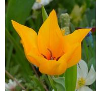 Bulbi di TULIPANO specie | Bulbi provenienti dai migliori produttori Olandesi | Esclusiva selezione e controllo qualità | Fioritura garantita dal primo anno. (10 Tulipani PRAESTANS SHOGUN)